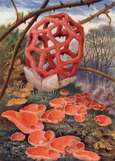 The Lattice Fungus and Orange Elf-Cup by Theobald Carreras